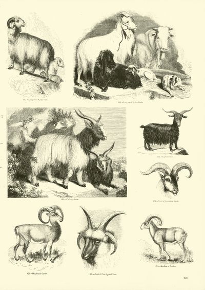 Sida från The Pictorial Museum of Animated Nature av English School