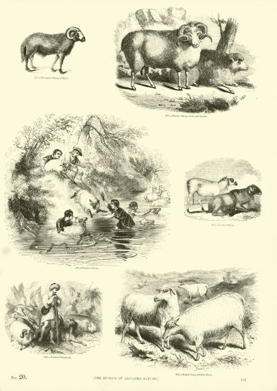 Sida från The Pictorial Museum of Animated Nature av English School
