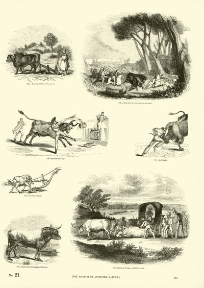 Sida från The Pictorial Museum of Animated Nature av English School