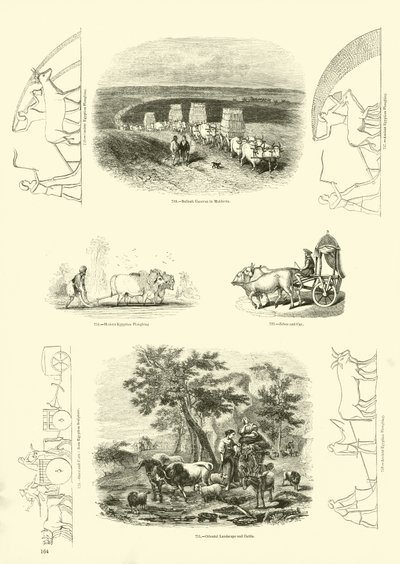 Sida från The Pictorial Museum of Animated Nature av English School