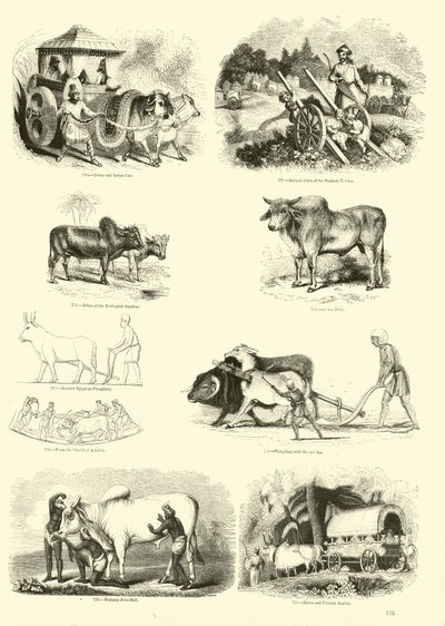 Sida från The Pictorial Museum of Animated Nature av English School
