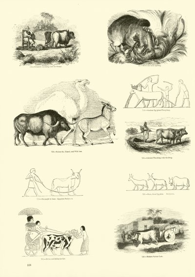 Sida från The Pictorial Museum of Animated Nature av English School
