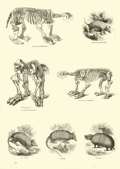 Sida från The Pictorial Museum of Animated Nature av English School