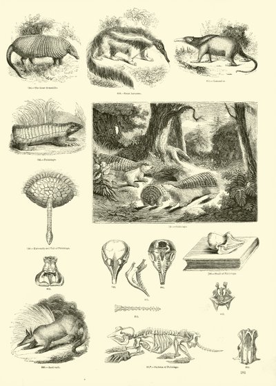 Sida från The Pictorial Museum of Animated Nature av English School