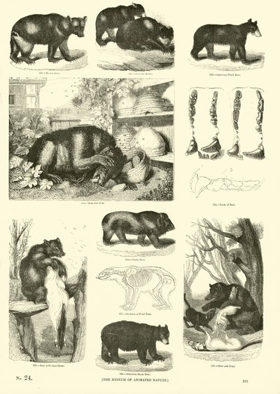 Sida från The Pictorial Museum of Animated Nature av English School