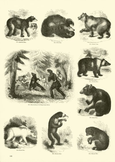Sida från The Pictorial Museum of Animated Nature av English School