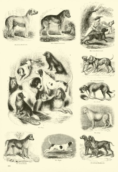 Sida från The Pictorial Museum of Animated Nature av English School
