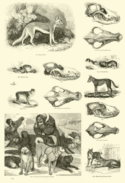 Sida från The Pictorial Museum of Animated Nature av English School