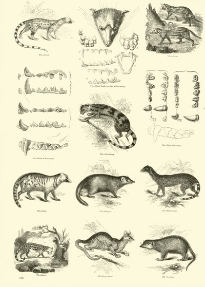 Sida från The Pictorial Museum of Animated Nature av English School