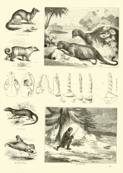 Sida från The Pictorial Museum of Animated Nature av English School