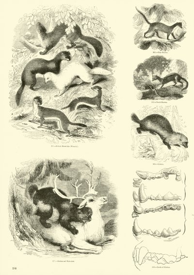 Sida från The Pictorial Museum of Animated Nature av English School