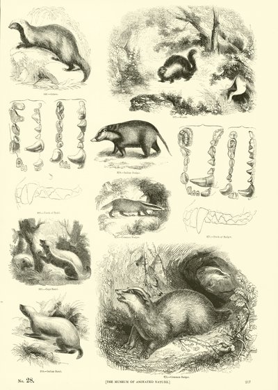 Sida från The Pictorial Museum of Animated Nature av English School