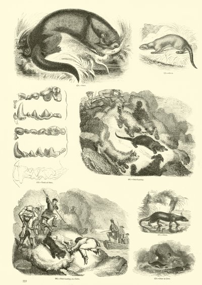 Sida från The Pictorial Museum of Animated Nature av English School