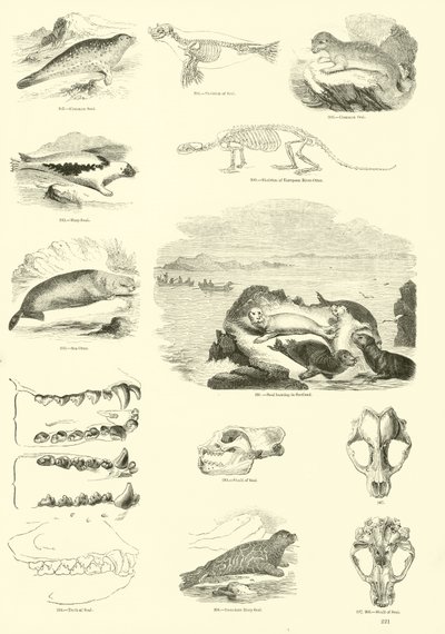 Sida från The Pictorial Museum of Animated Nature av English School