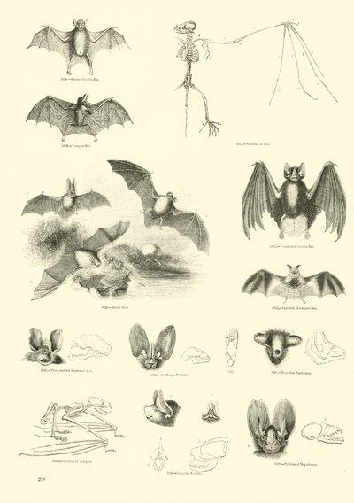 Sida från The Pictorial Museum of Animated Nature av English School