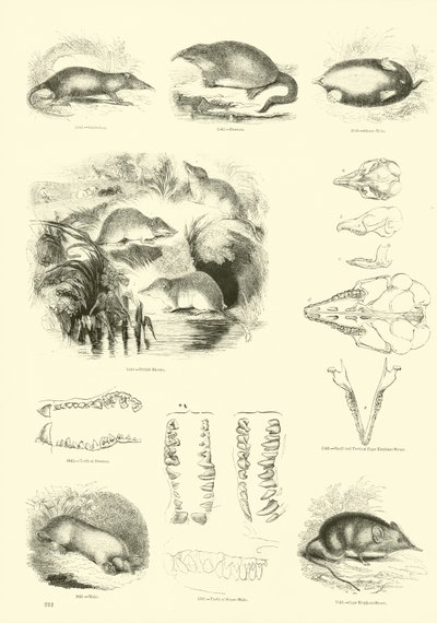Sida från The Pictorial Museum of Animated Nature av English School