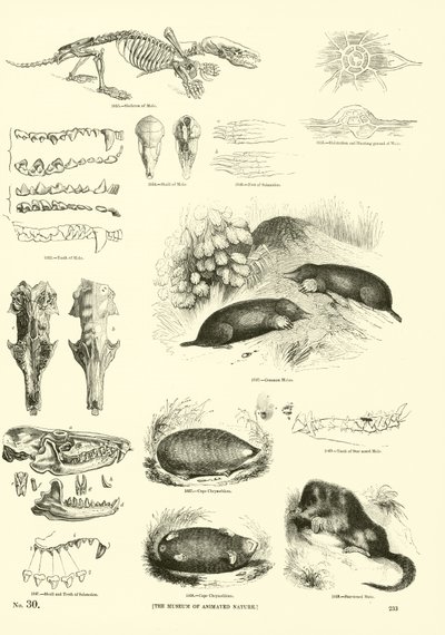 Sida från The Pictorial Museum of Animated Nature av English School