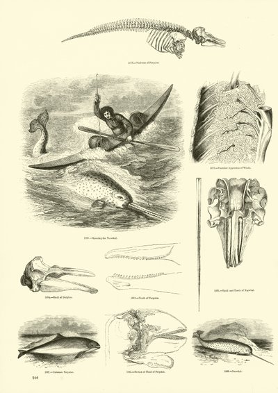 Sida från The Pictorial Museum of Animated Nature av English School