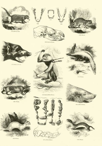 Sida från The Pictorial Museum of Animated Nature av English School