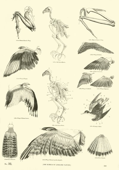 Sida från The Pictorial Museum of Animated Nature av English School