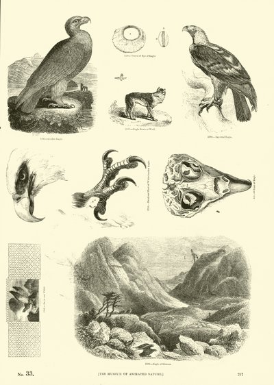 Sida från The Pictorial Museum of Animated Nature av English School