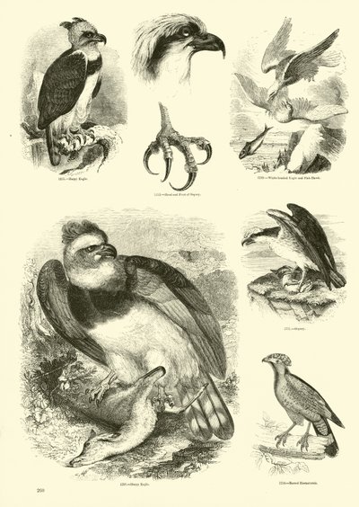 Sida från The Pictorial Museum of Animated Nature av English School