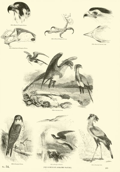 Sida från The Pictorial Museum of Animated Nature av English School