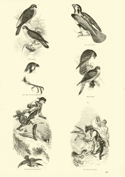 Sida från The Pictorial Museum of Animated Nature av English School