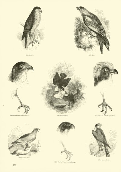 Sida från The Pictorial Museum of Animated Nature av English School