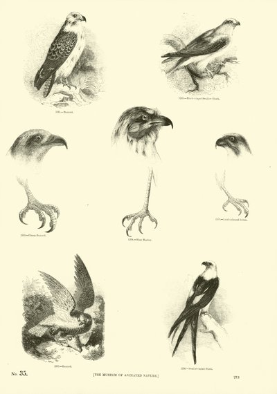 Sida från The Pictorial Museum of Animated Nature av English School