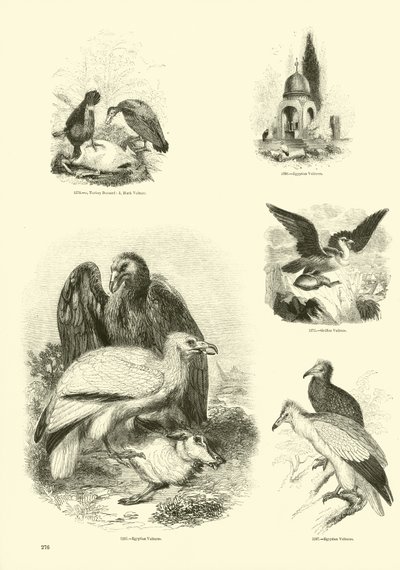 Sida från The Pictorial Museum of Animated Nature av English School