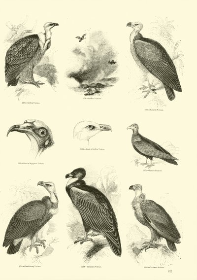Sida från The Pictorial Museum of Animated Nature av English School