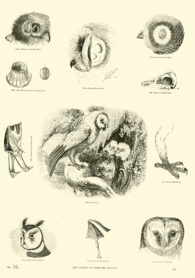 Sida från The Pictorial Museum of Animated Nature av English School