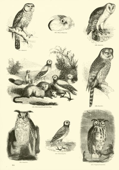 Sida från The Pictorial Museum of Animated Nature av English School