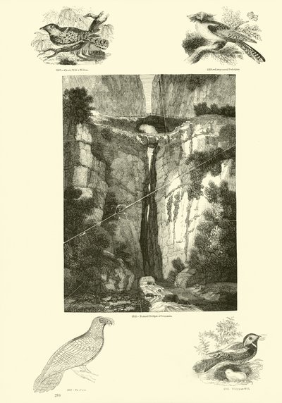 Sida från The Pictorial Museum of Animated Nature av English School