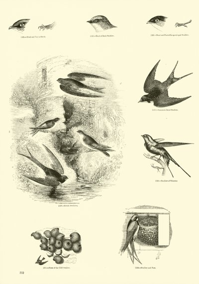 Sida från The Pictorial Museum of Animated Nature av English School