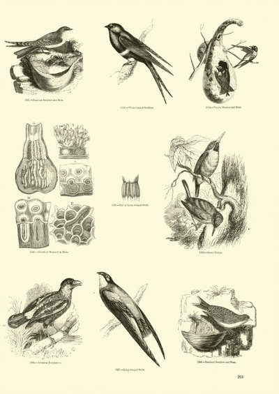 Sida från The Pictorial Museum of Animated Nature av English School