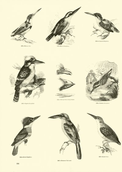 Sida från The Pictorial Museum of Animated Nature av English School