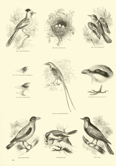 Sida från The Pictorial Museum of Animated Nature av English School