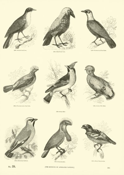 Sida från The Pictorial Museum of Animated Nature av English School