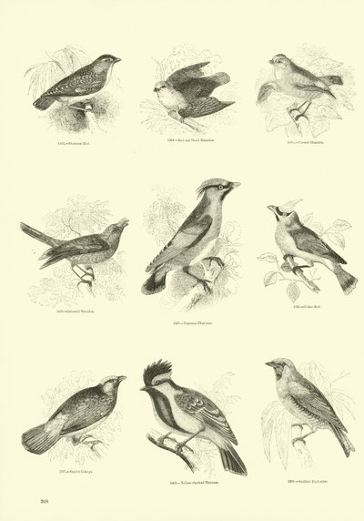 Sida från The Pictorial Museum of Animated Nature av English School