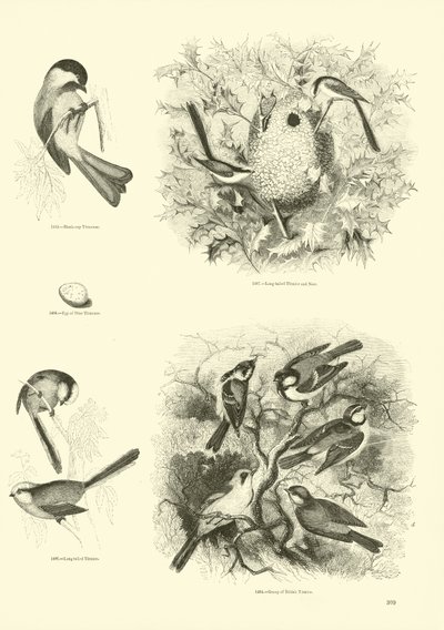 Sida från The Pictorial Museum of Animated Nature av English School