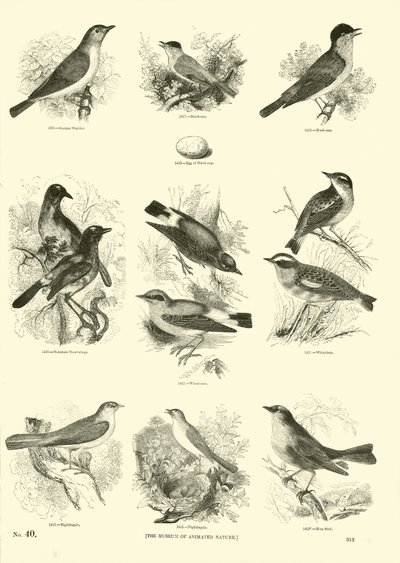 Sida från The Pictorial Museum of Animated Nature av English School