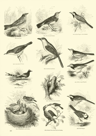 Sida från The Pictorial Museum of Animated Nature av English School
