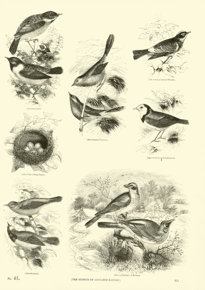 Sida från The Pictorial Museum of Animated Nature av English School