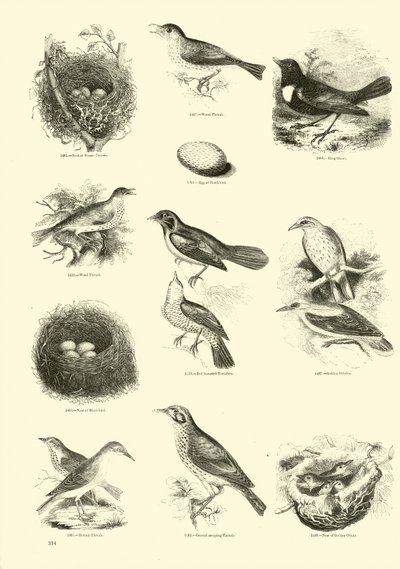 Sida från The Pictorial Museum of Animated Nature av English School