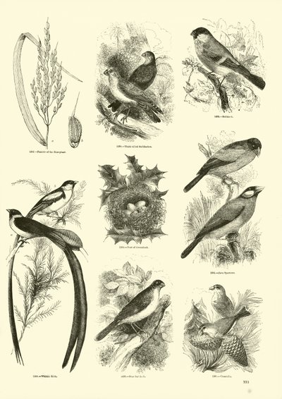 Sida från The Pictorial Museum of Animated Nature av English School