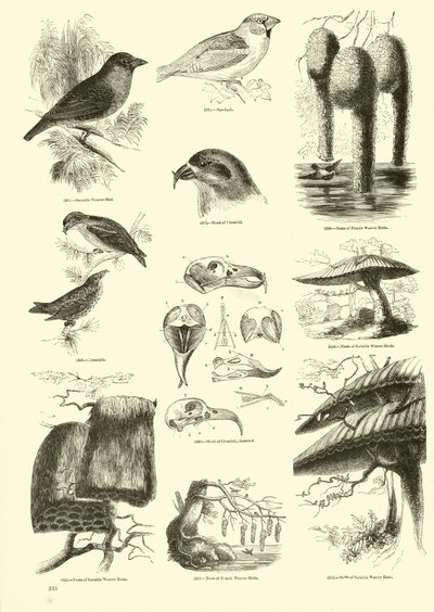 Sida från The Pictorial Museum of Animated Nature av English School