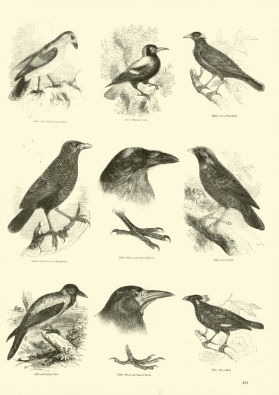 Sida från The Pictorial Museum of Animated Nature av English School