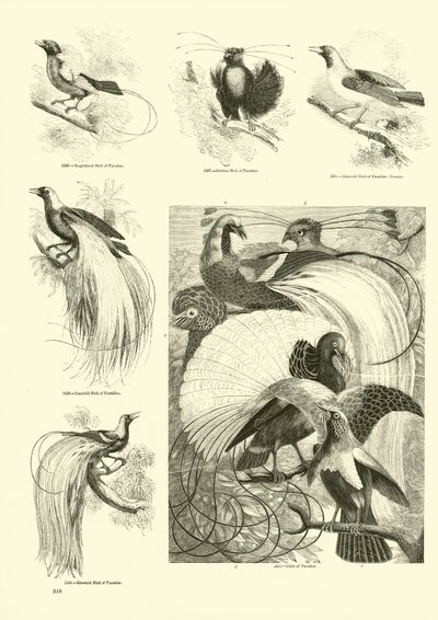 Sida från The Pictorial Museum of Animated Nature av English School